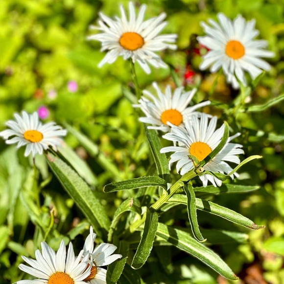 Meet your Posher, Melanie - Picture 1 of 1